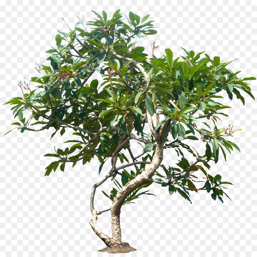 Populus nigra-Baum-Pflanze-Plumeria rubra - Dschungel, Baum, PNG-Datei