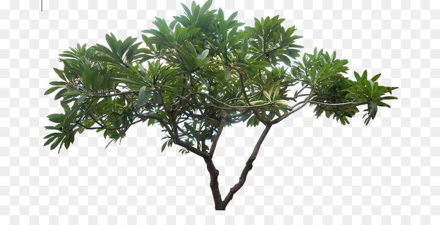 Bild Auflösung - Jungle Tree PNG-Bild