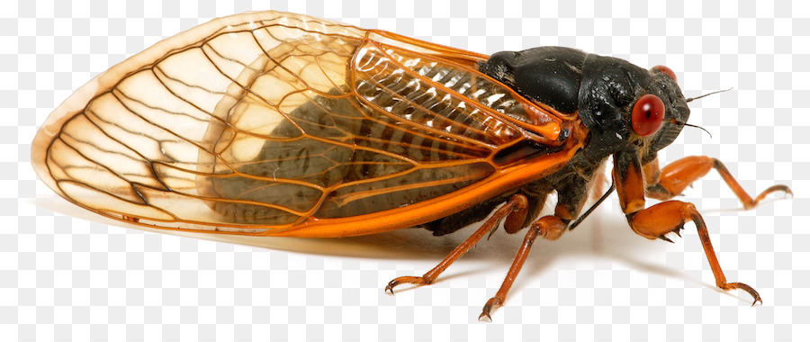 Periodische Zikaden Insekten Zikaden-Flügel Brut-X - Insekt PNG-Bild Transparent