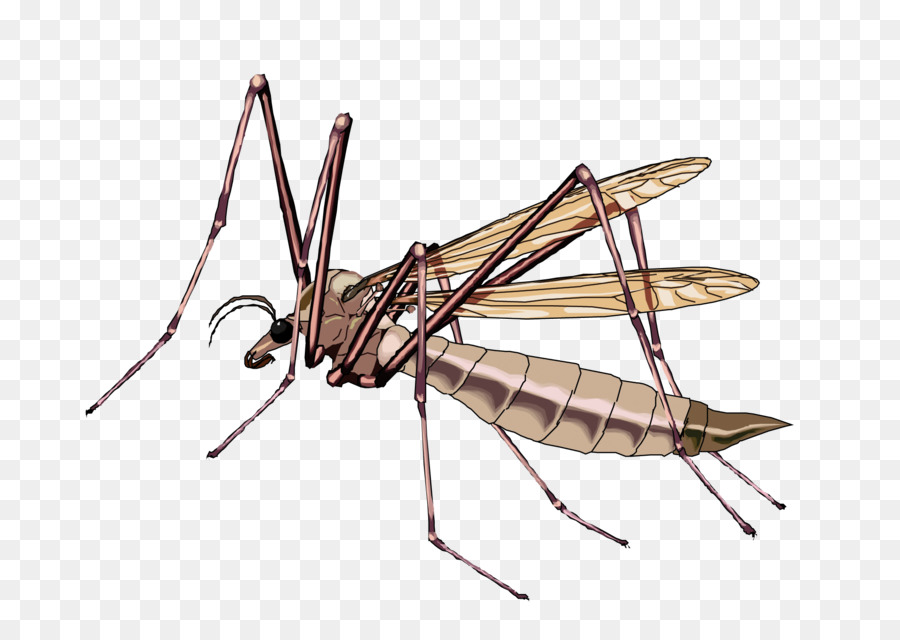 Insetto Ape Ant Zanzara Rettile - Animale grasshopper