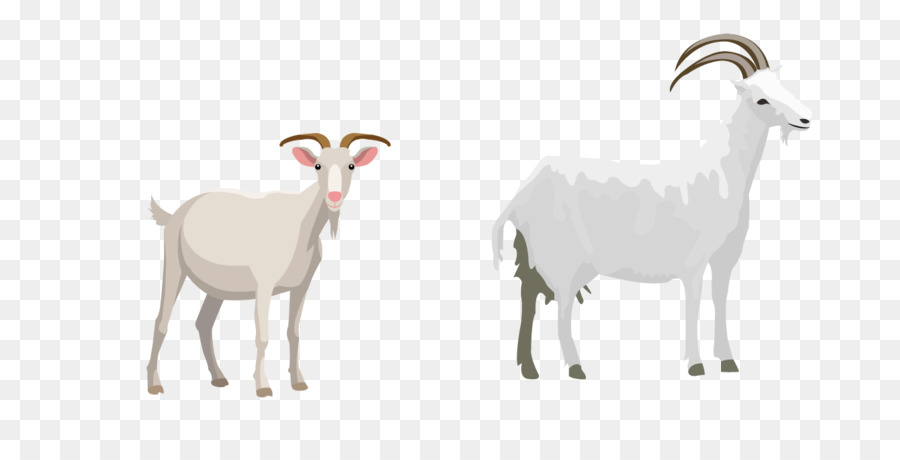Schafe Ziegen Rinder Abbildung - Ziege
