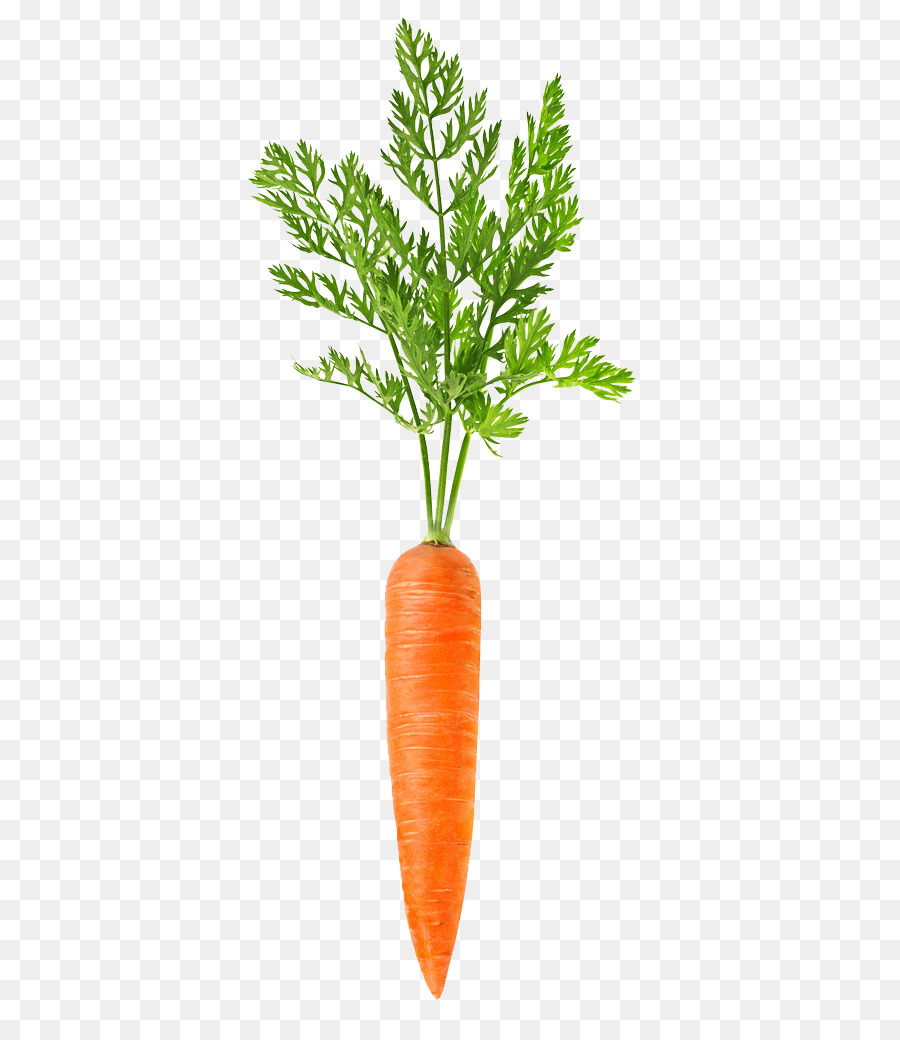 Carrot Cartoon png download - 819*1024 - Free Transparent Carrot png  Download. - CleanPNG / KissPNG
