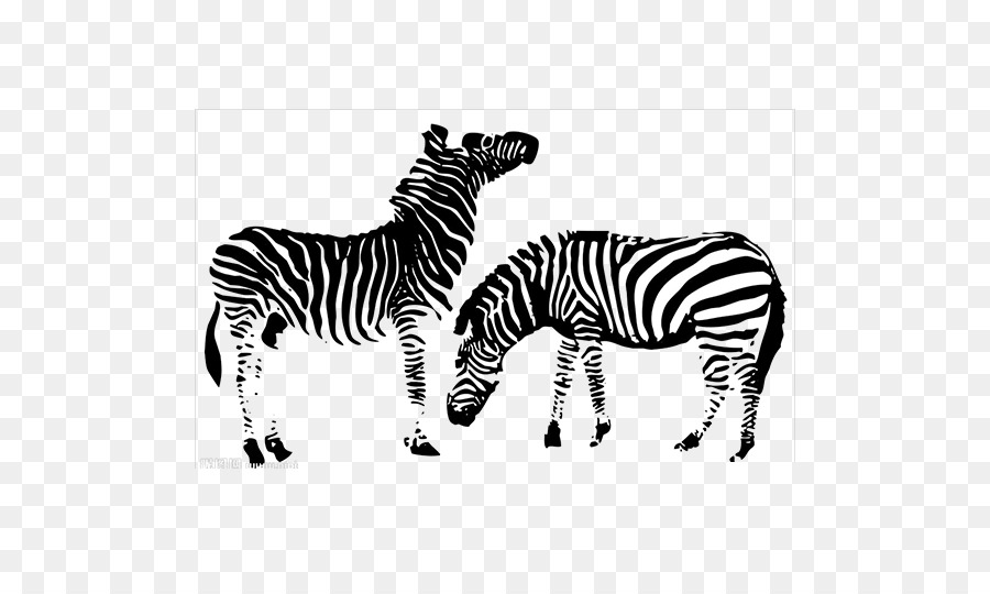 Cavallo Zebra Zebroid - zebra