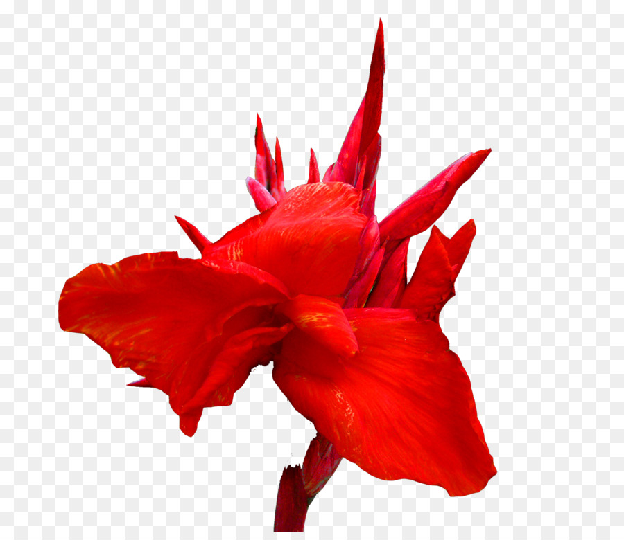 Canna Taglio Rosso fiori Lilium - Cannabis immagini