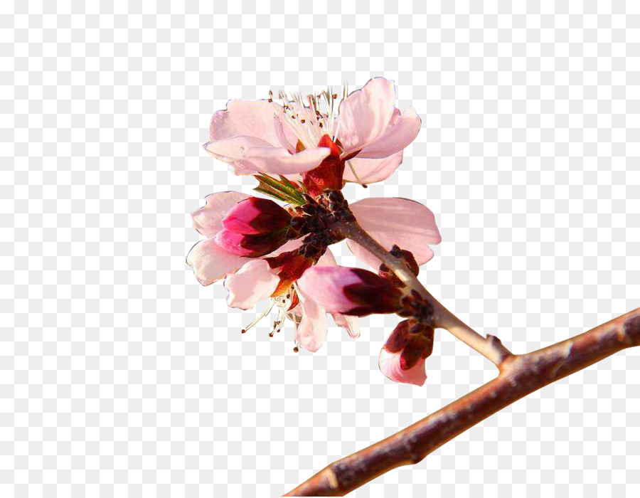 Blume Aprikose - Aprikosen-Frühling