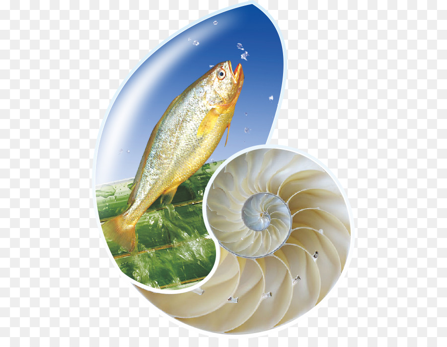 Fische als Nahrung Fische Produkte - Muschel
