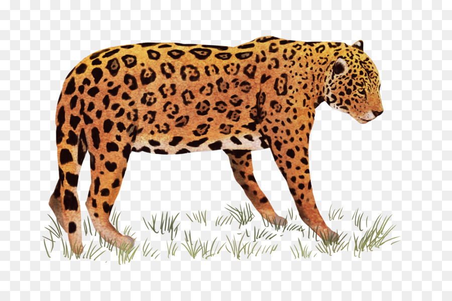 Tiger Cartoon png download - 3543*2362 - Free Transparent African Leopard  png Download. - CleanPNG / KissPNG