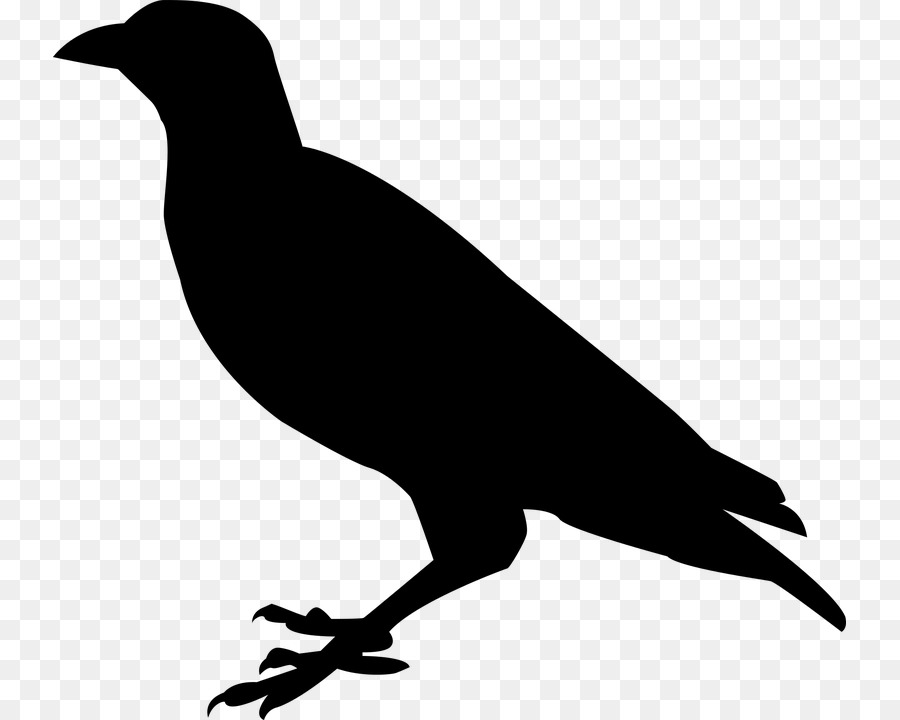 Becco Nero e bianco Fauna Silhouette - Corvo Uccello PNG Pic