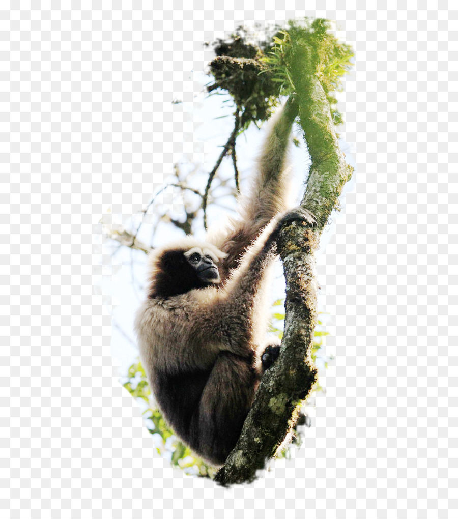 Gorilla Cercopithecidae Scaricare - Gorilla
