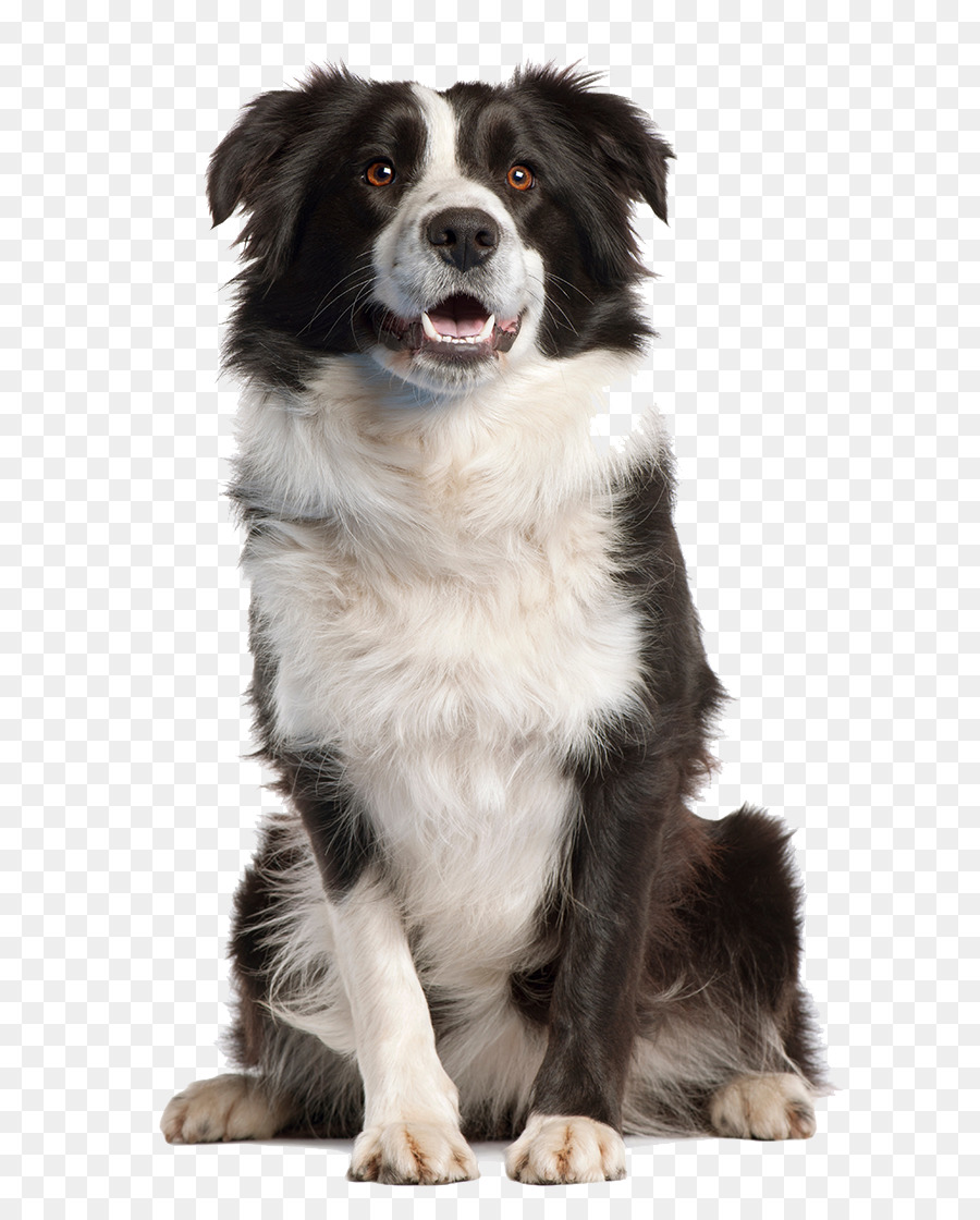 Border Collie Boxer, Bull Terrier Beagle - Cane Immagine PNG