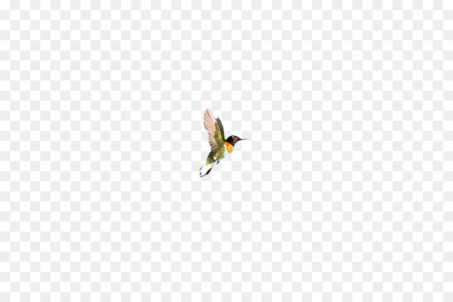 Vogel Ente Flügel Cygnini Gans - Flying Bird