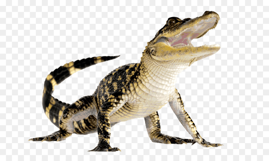 Coccodrillo Alligatore Rettile Cervo - Un alligatore