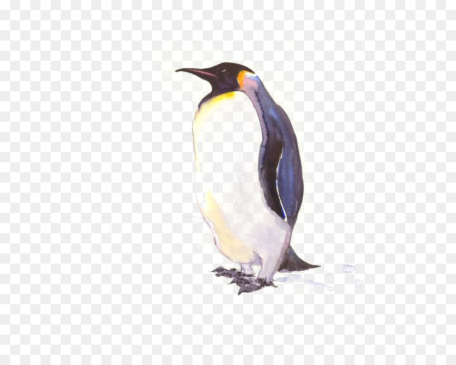 Re pinguino Antartico Disegno Poster - Pinguino