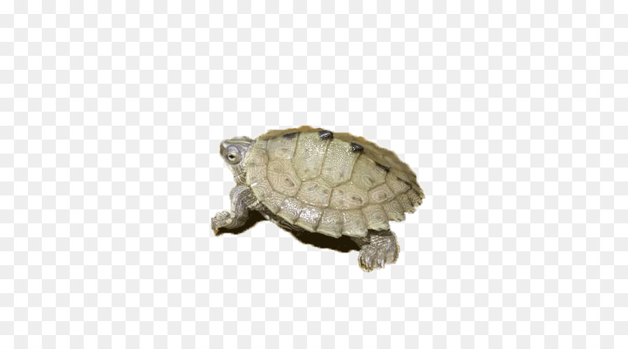 Amphibien-Turtle Schildkröte - Eine Amphibie