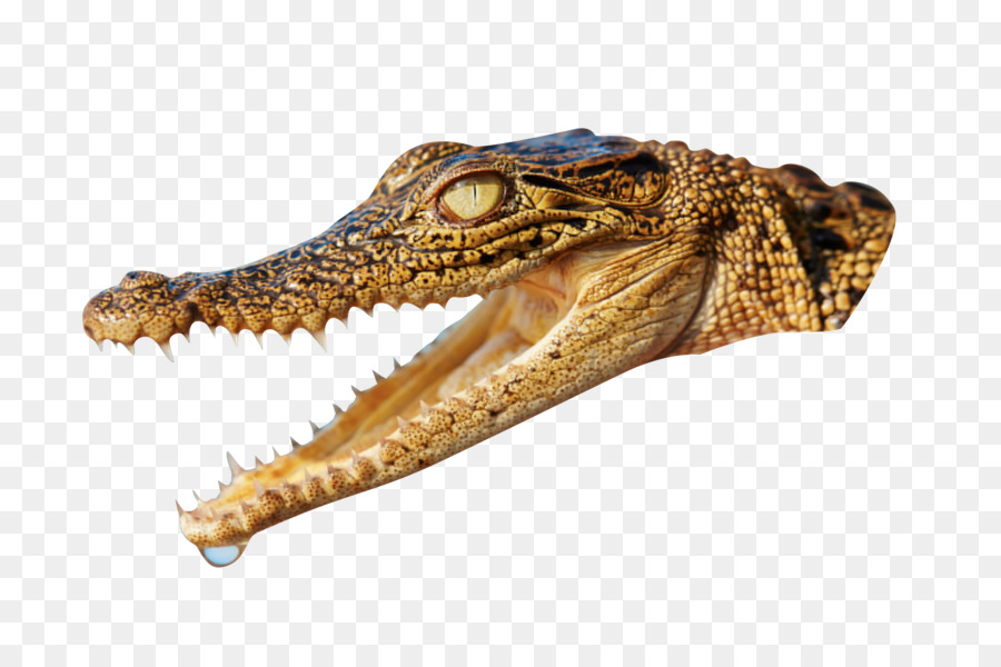 Alligator Cartoon png download - 2048*1365 - Free Transparent Crocodile png  Download. - CleanPNG / KissPNG