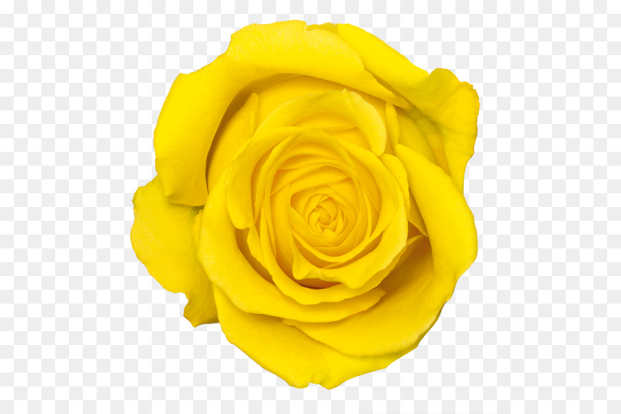 Giallo Rosa Fiore - Rosa gialla PNG Trasparenti