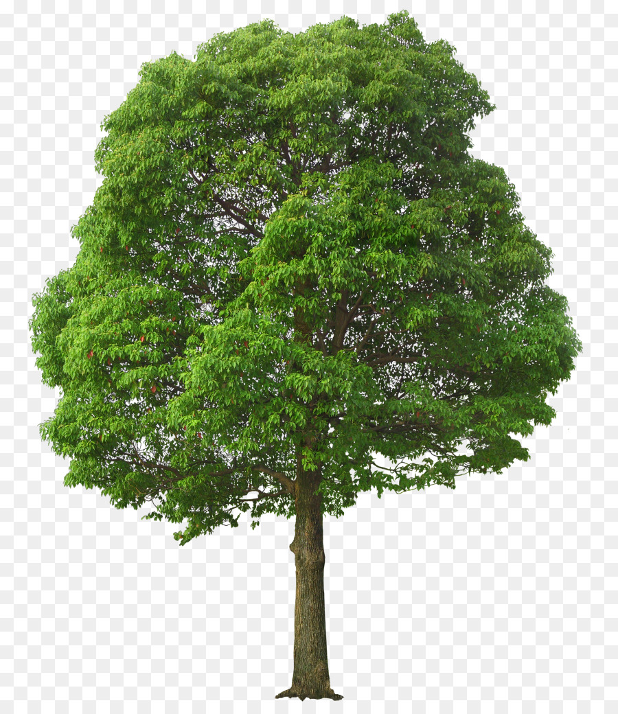 Tree Clip art - Green Tree PNG