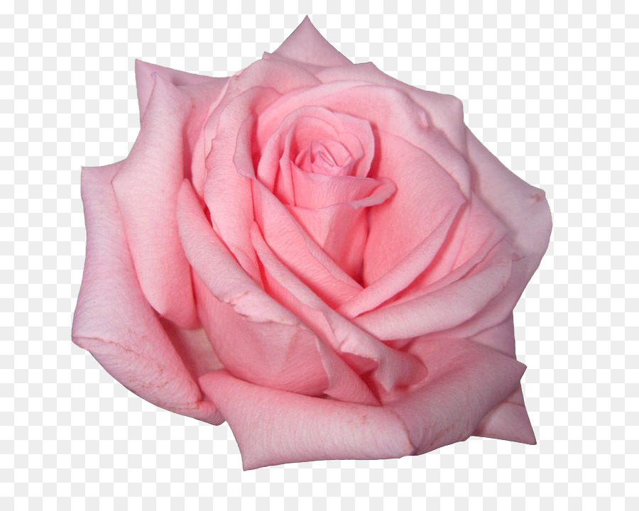 Rosa fiori Rosa fiori Rosa - Rosa Immagine PNG