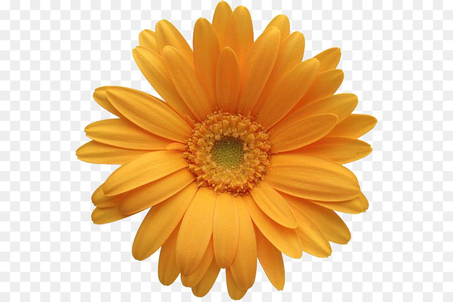 Transvaal daisy Blume, die Gemeinsame daisy Clip-art - Gerbera PNG-Datei