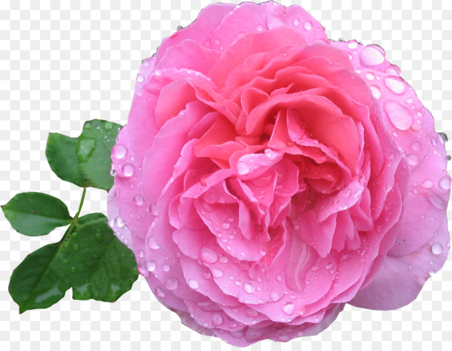 Rose Pink - Rosa Rose PNG HD