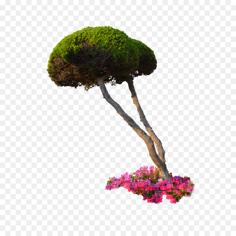 Blume - Pflanzen PNG-Datei
