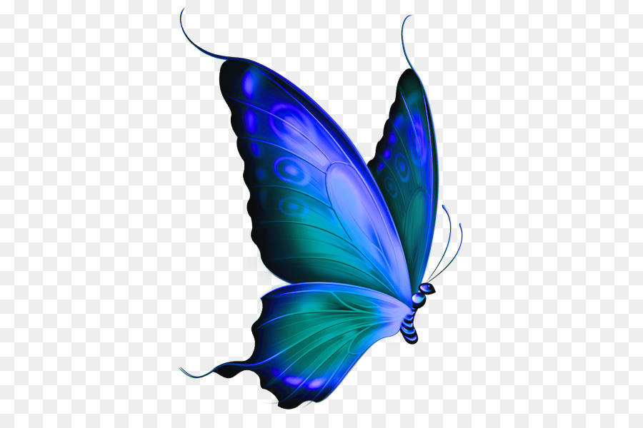 Farfalla Clip art - Farfalle