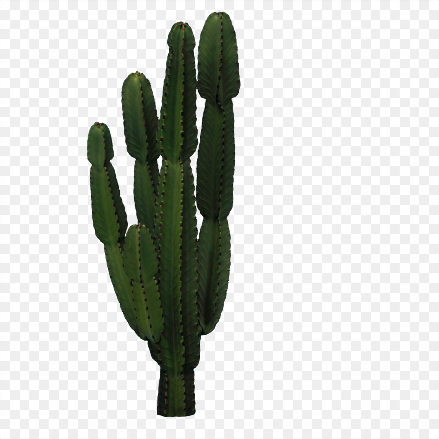 Cactaceae San Pedro Kaktus-Symbol - Kaktus