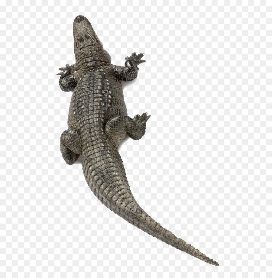 NiL-Krokodil, American alligator-Agamidae - Kaltblütig Alligatoren