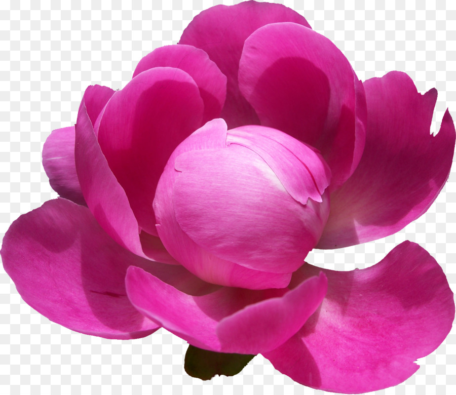 Centifolia hoa hồng Hoa mẫu đơn - Mẫu đơn PNG Pic