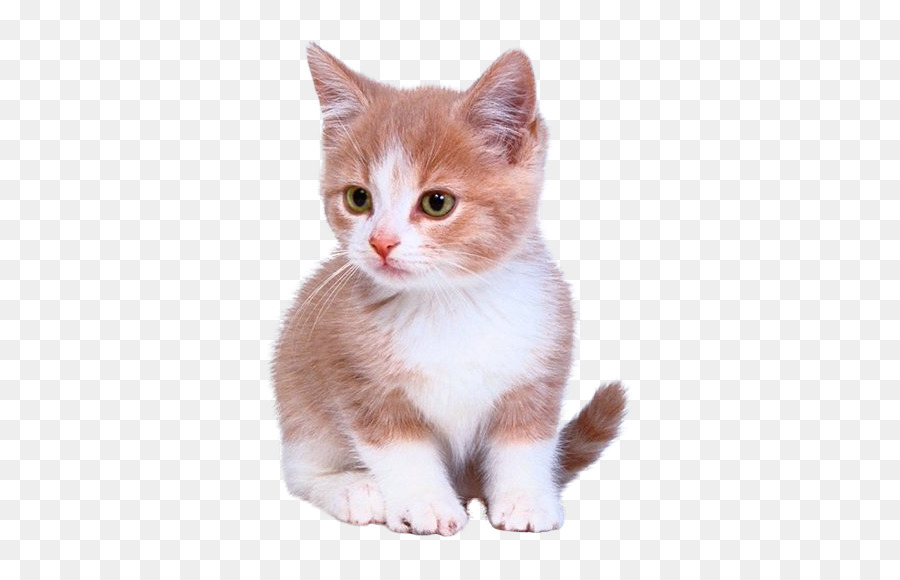 Kätzchen-Katze-Welpen-Hund-Katzenklo - Niedlichen Kätzchen