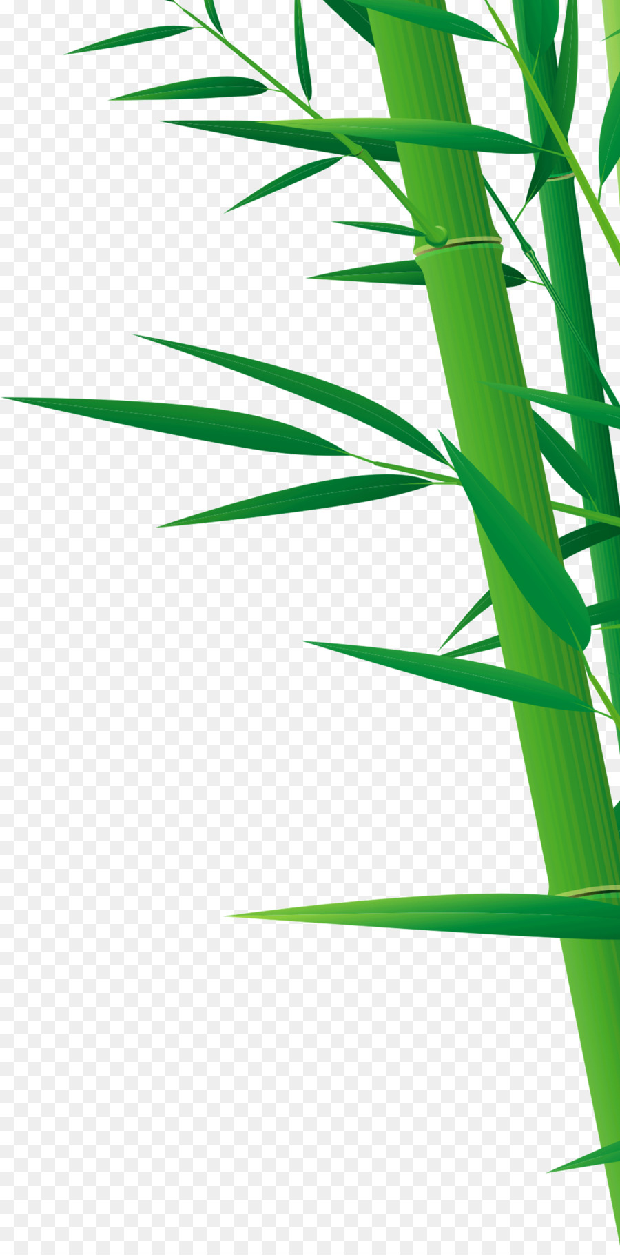 Bambus-Zeichnung - Grüner Bambus