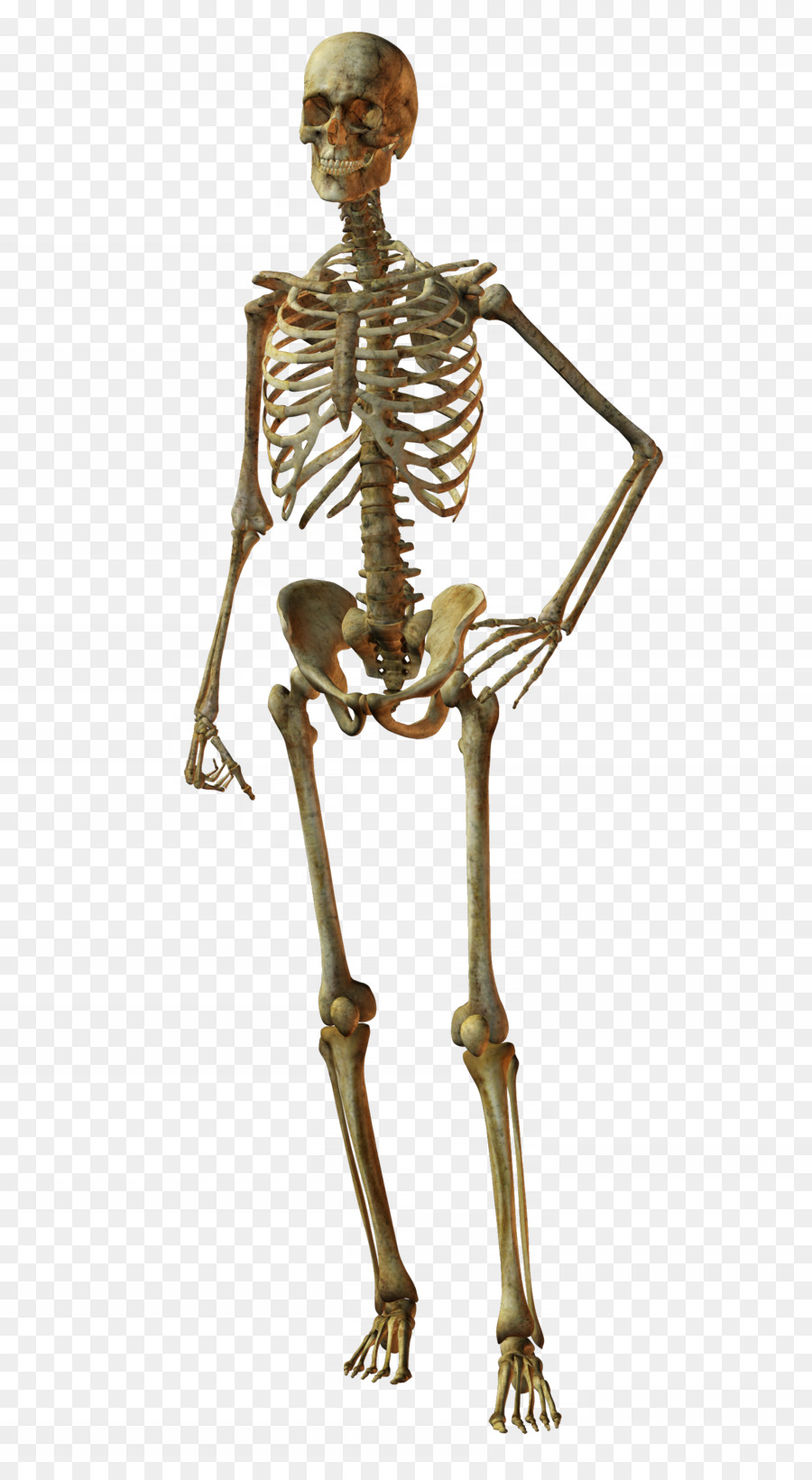 Menschliches Skelett Knochen Schädel - horror Schädel