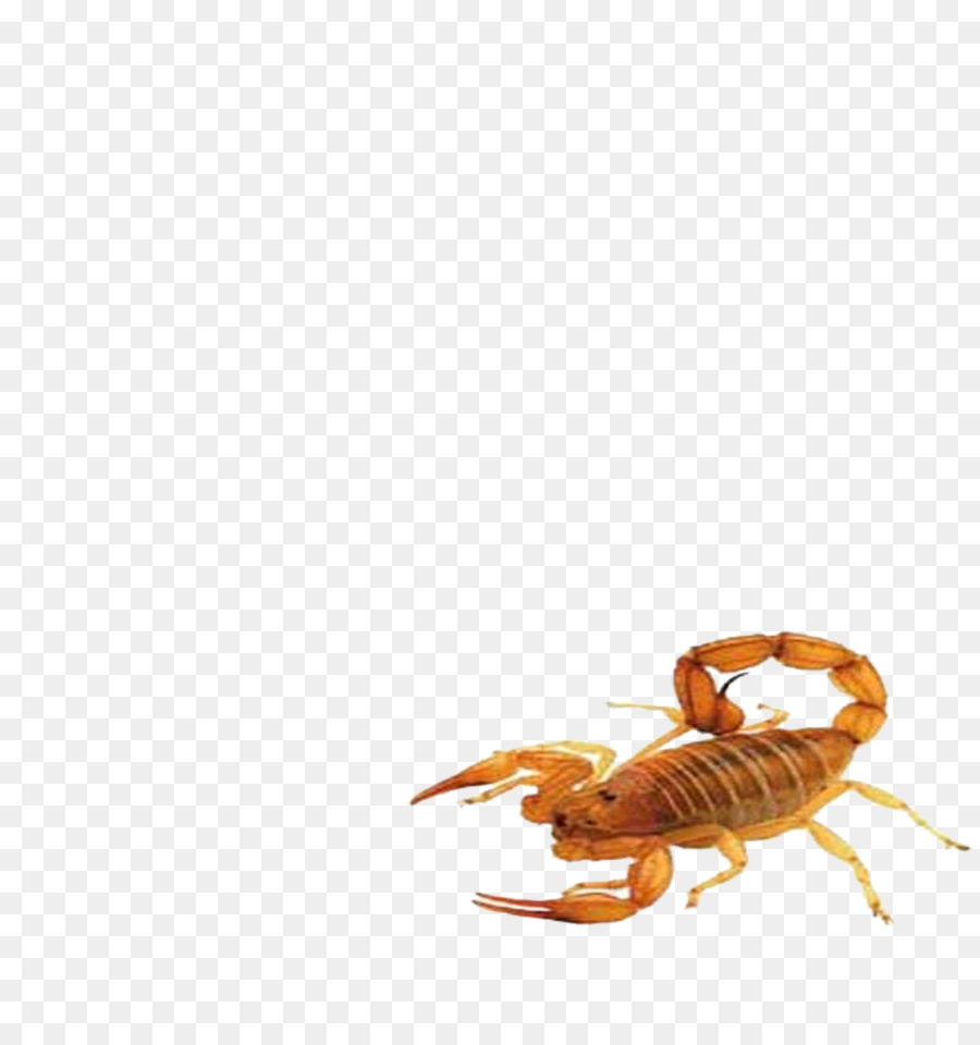 Scorpione Insetto Di Origine Animale - scorpioni