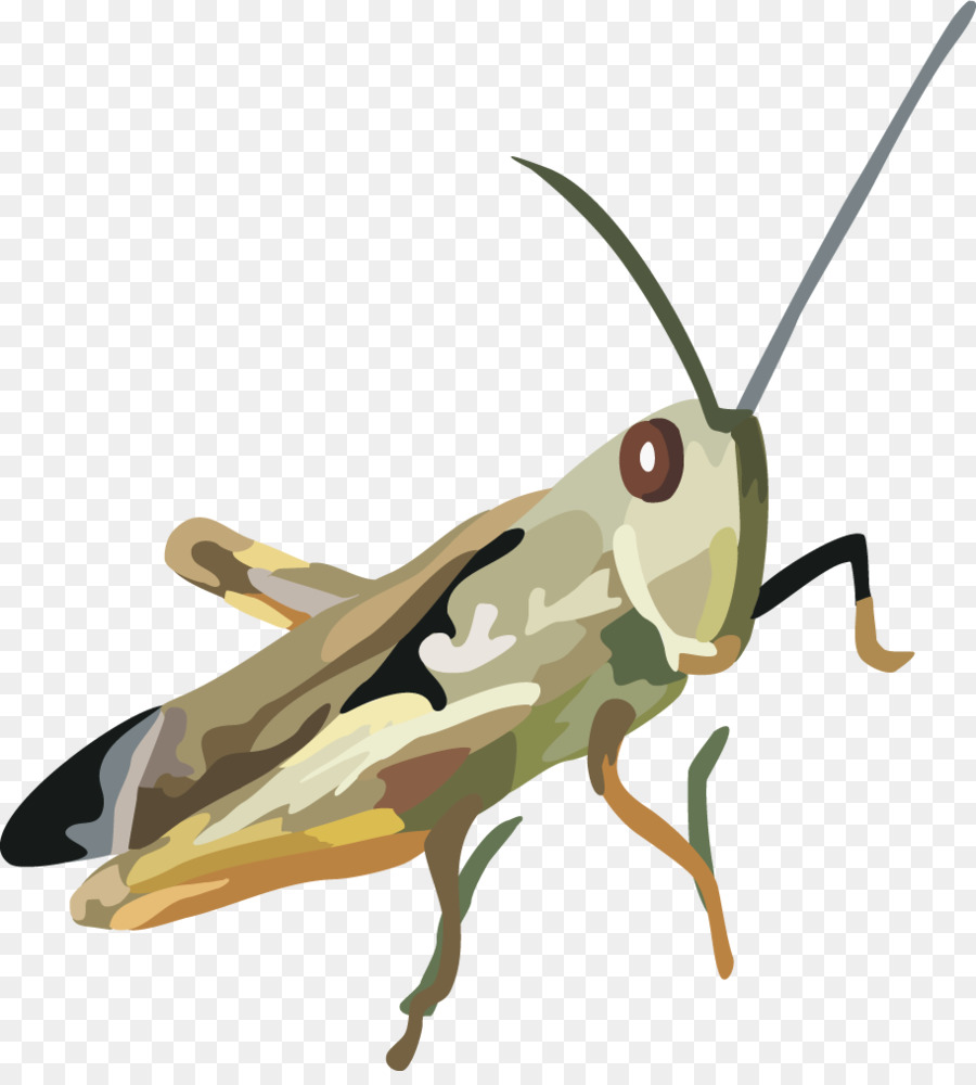 Heuschrecken Grashüpfer Insekten - Vektor Käfer