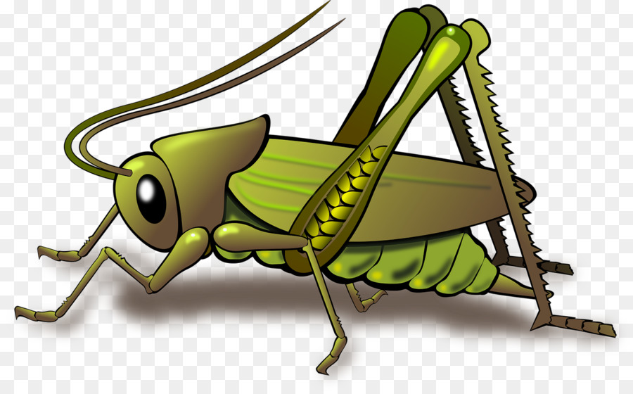 Heuschrecke Insekt clipart - Grün-cricket