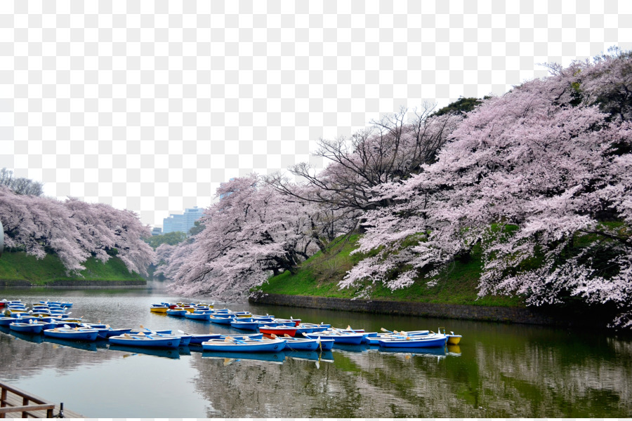 Tokyo Cherry blossom Tourismus - Tokyo schöne Kirschblüten