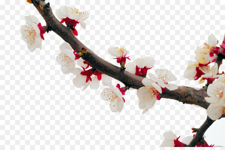 Fiori di ciliegio, Albicocca, Prugna Fiore - bianco albicocca fiore