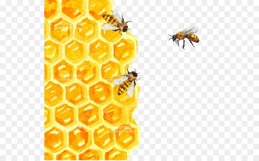 A nido d'ape ape dipinto ad Acquerello, Illustrazione - ape
