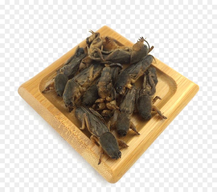 Mole cricket Trung quốc herbology Gryllotalpa gryllotalpa Trung y - Thuốc thảo dược trung quốc nốt ruồi cricket khô