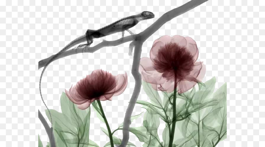 X-ray Licht der Medizinischen Bildgebung Ionisierende Strahlung - Hand bemalt Blumen ABB chameleon