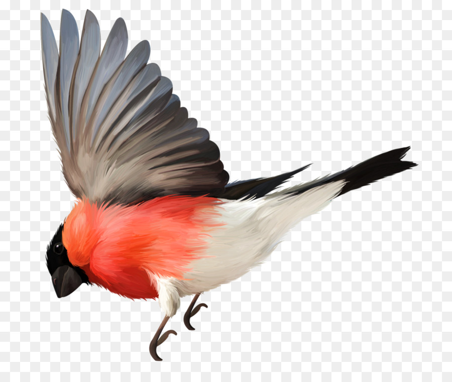 Uccello di volo a volo d'Uccello di Piume - Disegnati a mano uccello che vola classe