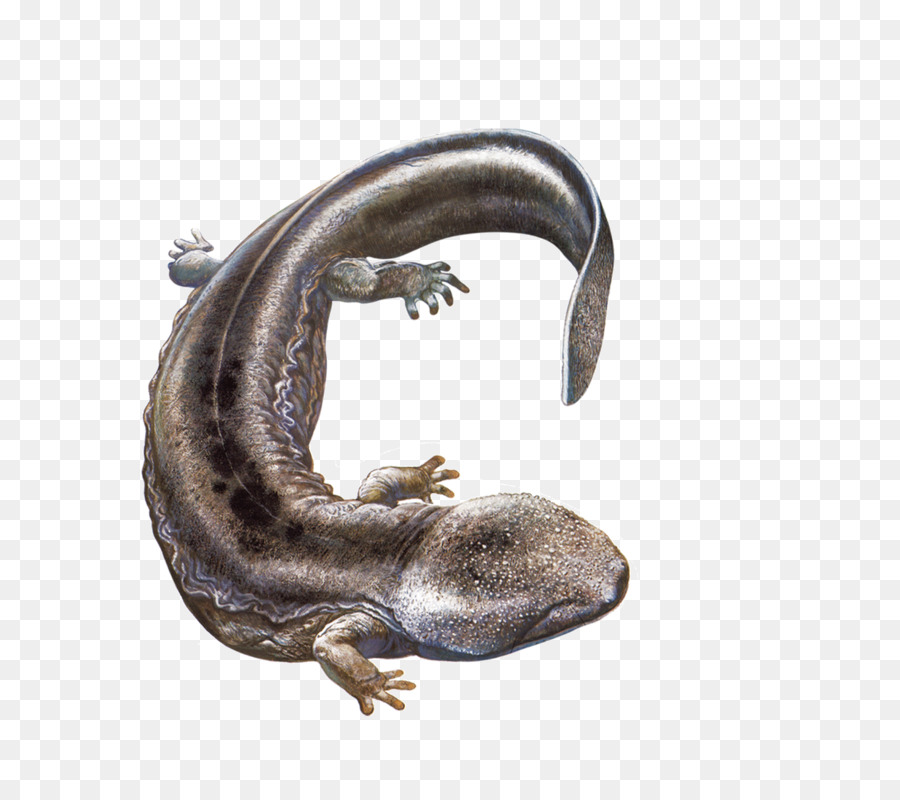 Colosso cinese della salamandra salamandra gigante Giapponese - Salamandra gigante immagini