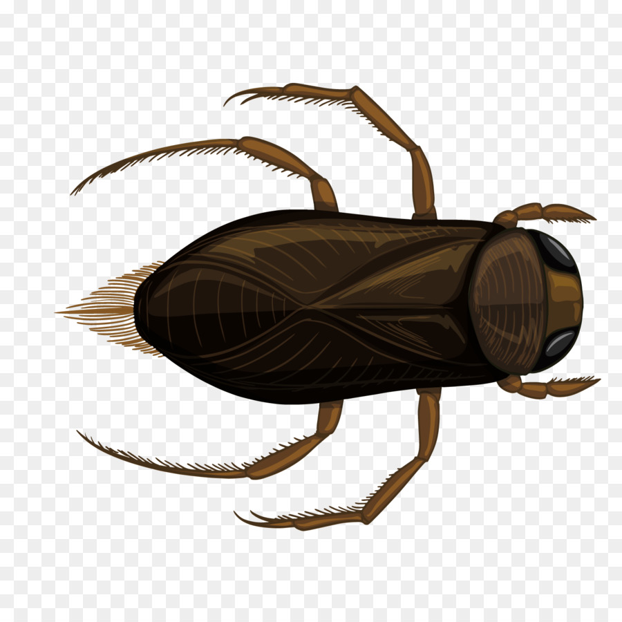 Insekt Illustration - Vektor-Eimer cricket