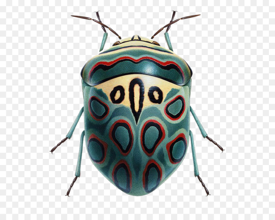 Coleotteri e Altri Insetti Immagine Repubblica Poster - fantasia beetle