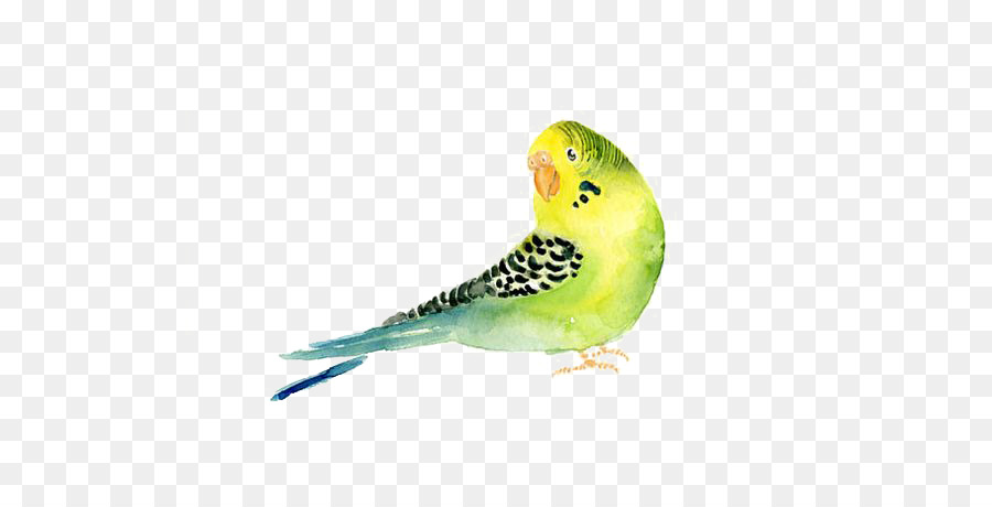 Pappagallino ondulato Uccello Pappagallo di pittura ad Acquerello - pappagallo