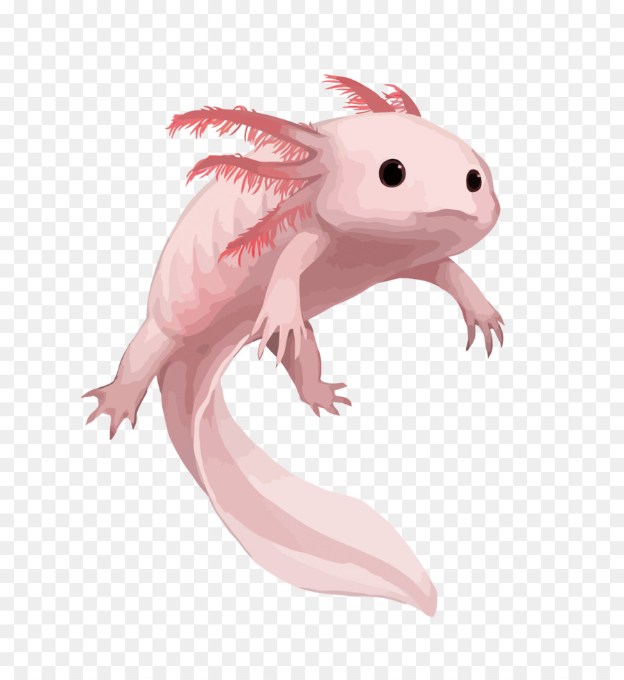 Salamander Axolotl Zeichnung Aquarium - Vektor rosa salamander