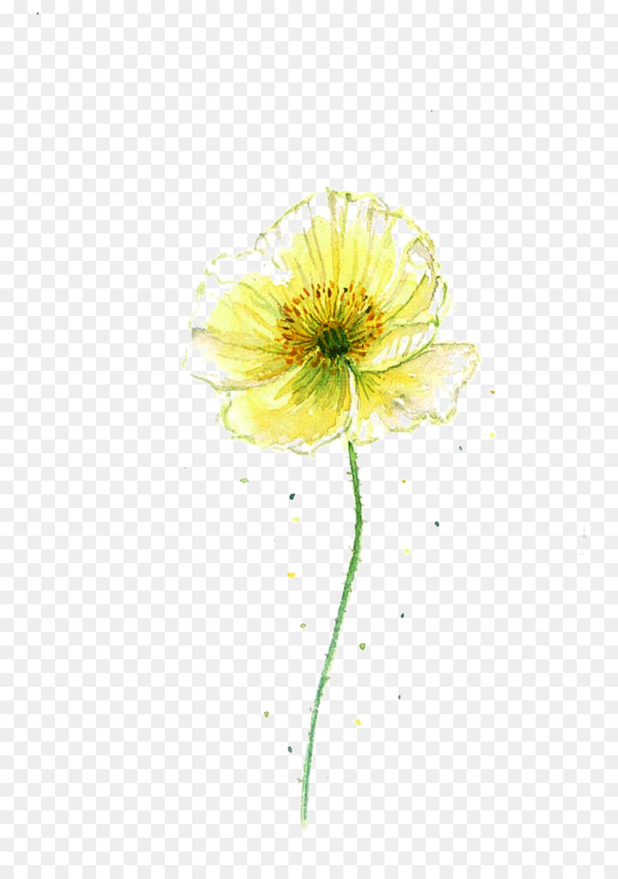 Transvaal daisy Chrysanthemen-Cut Blumen Gelb - Eine marigold-Bild-material