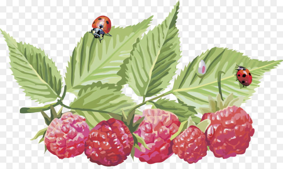 Beeren Red raspberry Clip art - Vektor-Himbeere