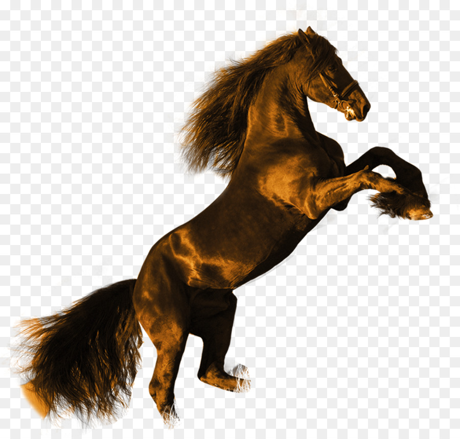 Horse Cartoon png download - 965*919 - Free Transparent Friesian Horse png  Download. - CleanPNG / KissPNG