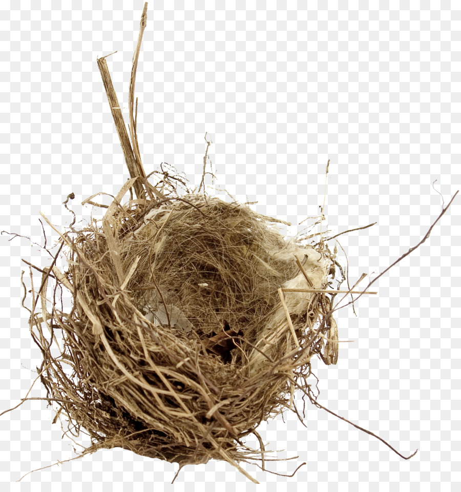 Uccello, nido di Uccello, nido, nido Vuoto, sindrome di Uovo - Bird nest mappa fisica